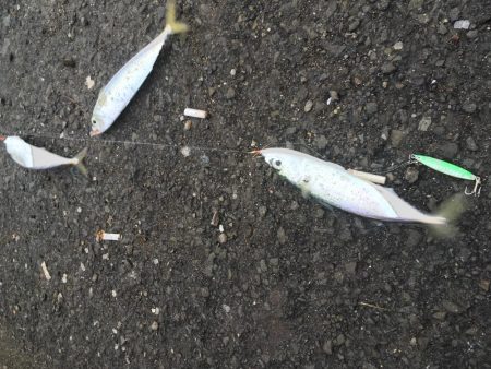 ジグサビキで五目釣り